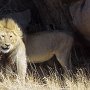 Courtesy: Kala and Vinod Dodhia from Toronto, Canada<br />Serengeti Tanzania, 2000